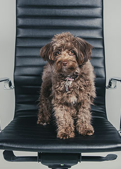 Luna, SBT Mascot at Starbound Talent